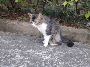 猫咪