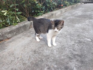 猫咪