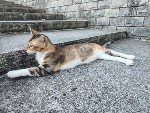 猫咪