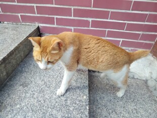 猫咪