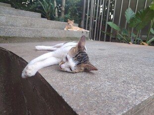 猫咪