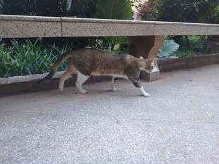 猫咪