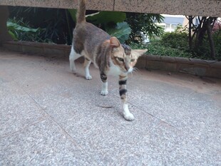 猫咪