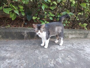 猫咪
