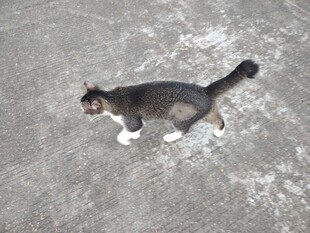 猫咪