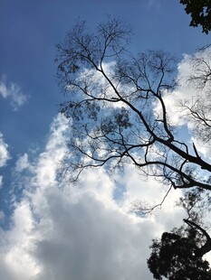 蓝天枯枝与白云美景