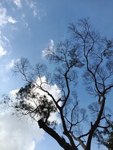 蓝天枯枝景象