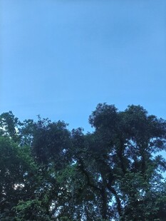 蓝天映衬下的茂密树冠