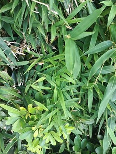 翠绿植物