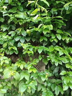 翠绿藤蔓植物