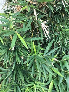 翠绿竹叶