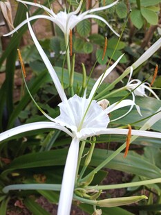 蜘蛛兰花