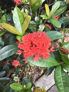 龙船花 