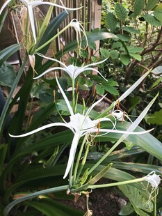 蜘蛛兰