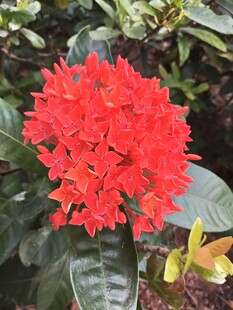 龙船花 
