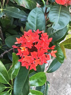 龙船花 