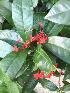龙船花 
