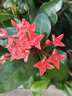 龙船花 
