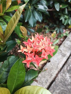 龙船花 