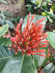 龙船花 