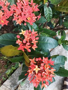 龙船花 