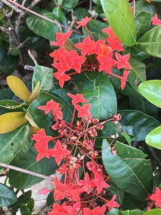 龙船花 