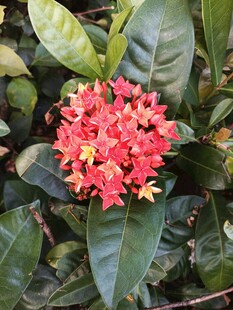 龙船花 