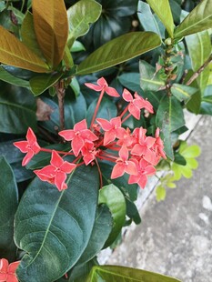 龙船花 