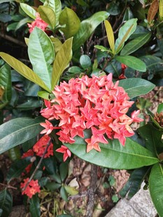 龙船花 