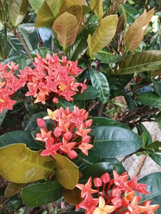 龙船花 
