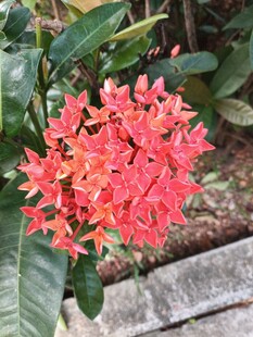 龙船花 