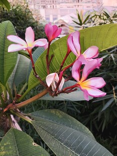 鸡蛋花