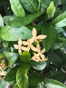 龙船花 