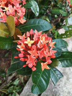 龙船花 