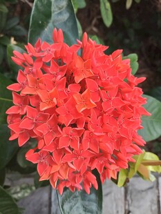 龙船花 