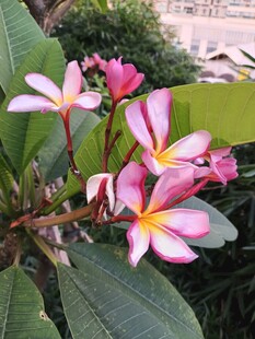 鸡蛋花