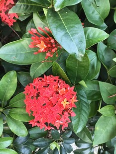 龙船花 