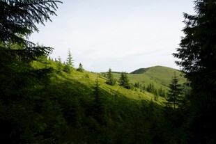 山间葱郁绿意美景