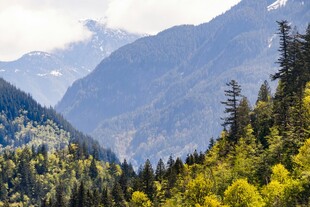 山间葱郁森林与巍峨山脉