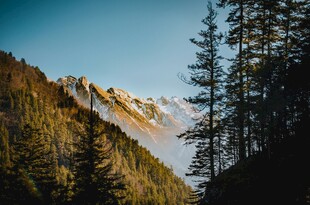 山间美景云雾缭绕的森林