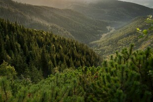 山间葱郁森林景色