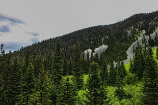 山林葱郁间的自然景致
