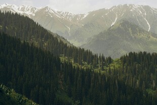 山林叠翠间的壮美雪山