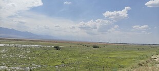 草原风光 蓝天白云绿地