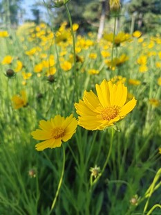 花朵