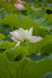 盛开的白莲花与荷叶