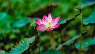 娇艳荷花绽放于绿叶间