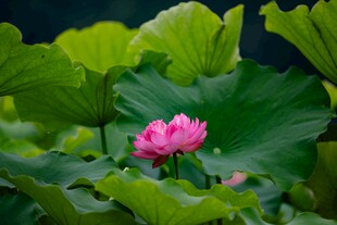 娇艳荷花绽放于绿叶间
