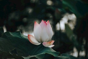 绽放的美丽荷花