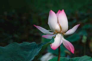 娇艳荷花绽放
